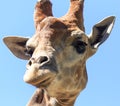 Portrait of a giraffe in a zoo Royalty Free Stock Photo