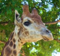 Portrait of a giraffe in a zoo Royalty Free Stock Photo