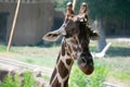 Portrait of a Giraffe in a Zoo