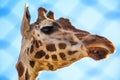 Portrait of giraffe in zoo Royalty Free Stock Photo