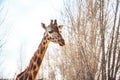 Portrait of giraffe in zoo Royalty Free Stock Photo