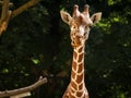 Portrait of a giraffe in a zoo dark background Royalty Free Stock Photo