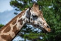 Portrait of a Giraffe at Zoo