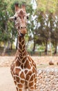 Portrait of a giraffe, zoo Royalty Free Stock Photo