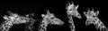 Portrait of giraffes on black background