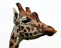 Portrait of giraffes head