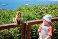 Portrait of a girl closely watching a Gibraltar monkey in the wild on a sunny day. Happy excited child with animal. Royalty Free Stock Photo