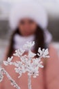 Portrait of girls for a walk in the winter park. The plants are covered with frost and snow. The girl is out of focus