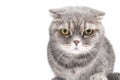 Portrait of a gloomy cat. Breed Scottish Fold. Royalty Free Stock Photo