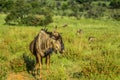 Portrait of a Gnu or blue wildebeest Taurinus Connochaetes a common antelope found in almost every game reserve in South Africa Royalty Free Stock Photo