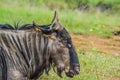 Portrait of a Gnu or blue wildebeest Taurinus Connochaetes a common antelope found in almost every game reserve in South Africa Royalty Free Stock Photo