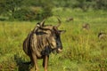 Portrait of a Gnu or blue wildebeest Taurinus Connochaetes a common antelope found in almost every game reserve in South Africa Royalty Free Stock Photo