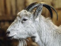 Portrait goat