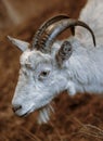 Portrait goat Royalty Free Stock Photo