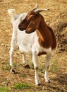 Portrait of goat Royalty Free Stock Photo