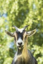 Portrait of a goat Royalty Free Stock Photo