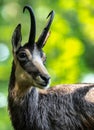 Portrait of Goat-antelope Chamois Royalty Free Stock Photo