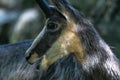 Portrait of Goat-antelope Chamois Royalty Free Stock Photo