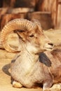 The portrait of a goat with big horns