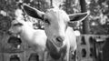 Portrait of a goat in black and white. Funny animal photo. Farm animal on the farm Royalty Free Stock Photo