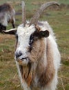 Goat buck of Dutch Landrace Royalty Free Stock Photo