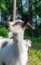 Portrait of a goat on a farm in the village Royalty Free Stock Photo