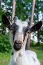 Portrait of a goat on a farm in the village Royalty Free Stock Photo