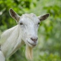 Portrait of a goat.