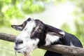 Portrait of a goat in front of abstract natural green background. Focus on the head of a black and white goat in the zoo Royalty Free Stock Photo