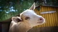 Portrait of a goat. Funny animal photo. Farm animal on the farm. Animal photo Royalty Free Stock Photo