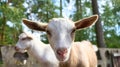 Portrait of a goat. Funny animal photo. Farm animal on the farm. Animal photo Royalty Free Stock Photo
