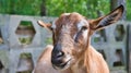 Portrait of a goat. Funny animal photo. Farm animal on the farm. Animal photo Royalty Free Stock Photo