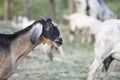 Portrait goats in the farm and chewing grass