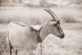 Portrait of a goat with horns in profile, grazing on a leash in the meadow. Sepia photo