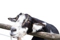 Portrait of a goat isolated on white background. Focus on the head of a black and white goat in the petting zoo Royalty Free Stock Photo