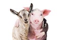 Portrait of a goat and a pig embracing each other Royalty Free Stock Photo