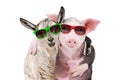Portrait of a goat and a pig embracing each other in sunglasses