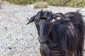 The portrait of goat on the road in the mountains