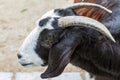 Portrait of goat Royalty Free Stock Photo