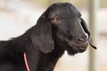 Portrait goat (Warm tone) in the farm.