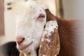 Portrait goat (Warm tone) in the farm.