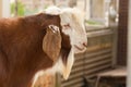 Portrait goat (Warm tone) in the farm.
