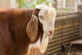 Portrait goat (Warm tone) in the farm.