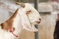 Portrait goat (Warm tone) in the farm.