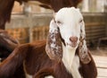 Portrait goat (Warm tone) in the farm.