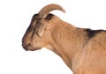 Portrait goat with warm tone on isolated background.