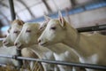 Portrait of goats waiting for food