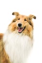 Portrait of a gold adorable rough collie with funny pose of ears