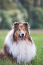 Portrait of a gold long haired rough collie