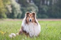 Portrait of a gold long haired rough collie